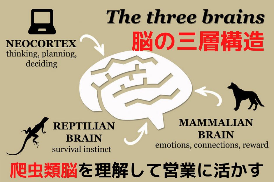 脳の三層構造、爬虫類脳を理解して営業に活かす